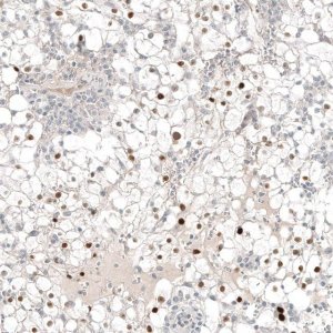 Monoclonal Anti-PAX8 antibody produced in mouse AMAB91488-100UL