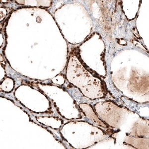 Monoclonal Anti-PAX8 antibody produced in mouse AMAB91488-100UL