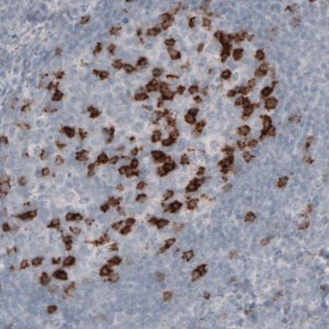 Monoclonal Anti-PDCD1 antibody produced in mouse 