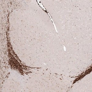 Monoclonal Anti-SOX4 antibody produced in mouse 