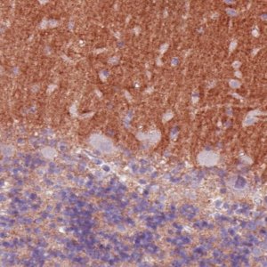 Monoclonal Anti-TSPAN7 antibody produced in mouse 