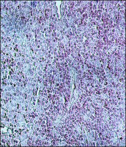 Anti-Bovine IgG (whole molecule)Peroxidase antibody produced in rabbit A5295-1ML