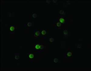 Anti-Bovine IgG (whole molecule)�FITC antibody produced in rabbit 