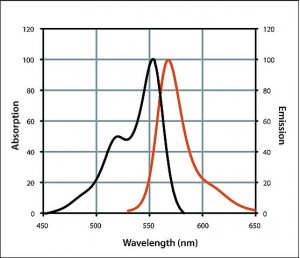 Anti-Goat IgG (H+L), highly cross-adsorbed, CF� 555 antibody produced in donkey 