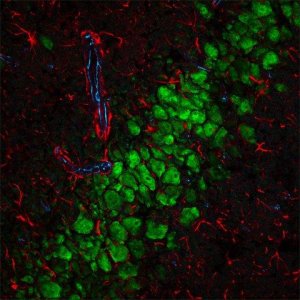 Anti-Goat IgG (H+L), highly cross-adsorbed, CF� 555 antibody produced in donkey 