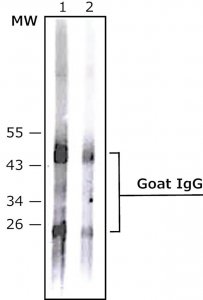 Anti-Goat IgG (whole molecule)�Alkaline Phosphatase antibody produced in rabbit 