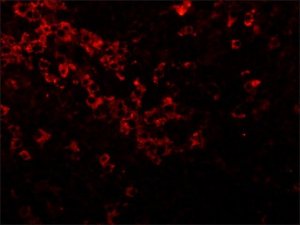 Anti-Goat IgG (whole molecule)�Cy3 antibody produced in rabbit C2821-1ML