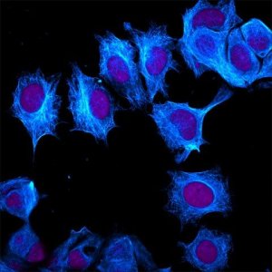 Anti-Guinea Pig IgG (H+L), highly cross-adsorbed, CF�405M antibody produced in donkey SAB4600467-250UL
