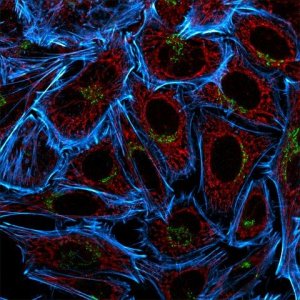 Anti-Guiniea Pig IgG (H+L), CF� 555 antibody produced in goat 