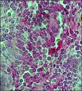 Anti-Human IgG (whole molecule)Alkaline Phosphatase antibody produced in goat A1543-1ML