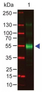 Anti-Monkey IgG (-chain specific) antibody produced in goat SAB3700764-1MG