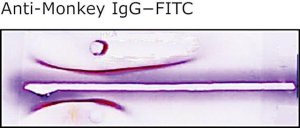 Anti-Monkey IgG (whole molecule)FITC antibody produced in rabbit 
