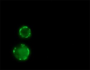 Anti-Mouse IgG (Fab specific)FITC antibody produced in goat 