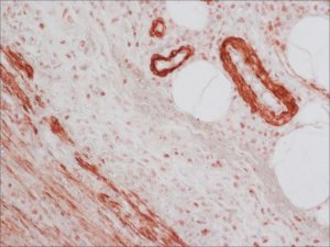 Anti-Mouse IgG (Fab specific)�Biotin antibody produced in goat 