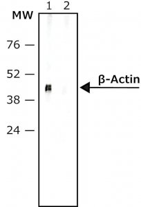 Anti-Mouse IgG (Fab specific)�Biotin antibody produced in goat 