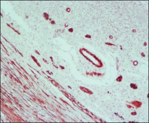 Anti-Mouse IgG (Fab specific)�Peroxidase antibody produced in goat A3682-1ML