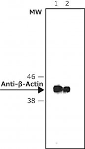 Anti-Mouse IgG (Fab specific)�Peroxidase antibody produced in goat A3682-1ML