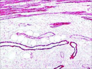 Anti-Mouse IgG (Fc specific)�Alkaline Phosphatase antibody produced in goat 