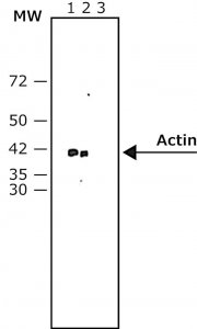 Anti-Mouse IgG (Fc specific)�Alkaline Phosphatase antibody produced in goat 