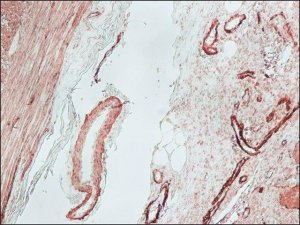 Anti-Mouse IgG (Fc specific)�Biotin antibody produced in goat 
