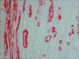 Anti-Mouse IgG (whole molecule)Alkaline Phosphatase antibody produced in rabbit A2418-1ML