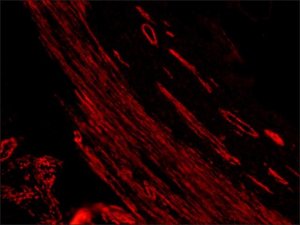 Anti-Mouse IgG (whole molecule)TRITC antibody produced in rabbit T2402-2ML