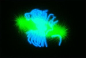 Anti-Mouse IgG (whole molecule)�FITC antibody produced in goat 