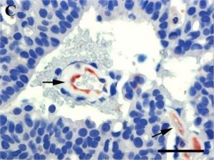 Anti-Mouse IgG (whole molecule)�Peroxidase antibody produced in goat 