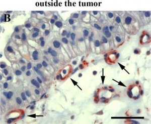 Anti-Mouse IgG (whole molecule)�Peroxidase antibody produced in goat 