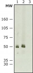 Anti-Mouse IgG (whole molecule)�Peroxidase antibody produced in rabbit 