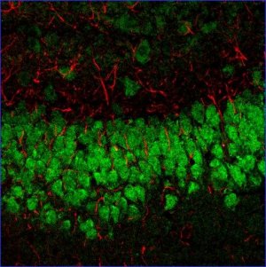 Anti-Mouse IgG1 (1), CF�633 antibody produced in goat SAB4600336-125UL