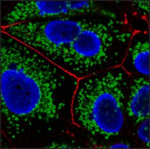 Anti-Mouse IgG1 (1), CF�647 antibody produced in goat SAB4600354-125UL