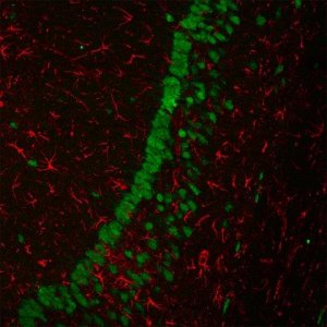 Anti-Mouse IgG2a (2a), CF�680 antibody produced in goat SAB4600367-50UL