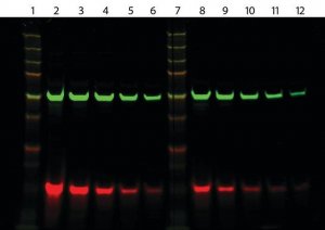 Anti-Mouse IgG2a (2a), CF�680 antibody produced in goat SAB4600367-50UL