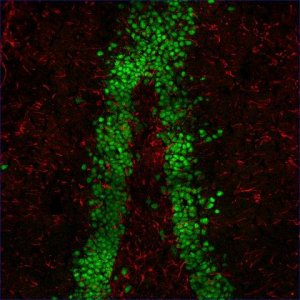 Anti-Mouse IgG2b (2b), CF�555 antibody produced in goat SAB4600305-50UL