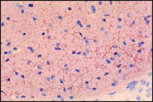 Anti-Mouse IgM (-chain specific)�Peroxidase antibody produced in goat 