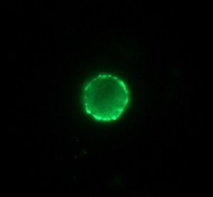 Anti-Pig IgG (whole molecule)FITC antibody produced in rabbit 