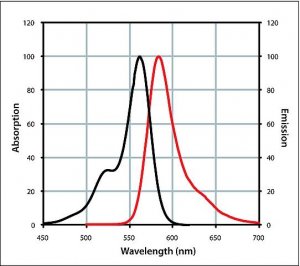 Anti-Rabbit IgG (H+L), CF� 568 antibody produced in goat 