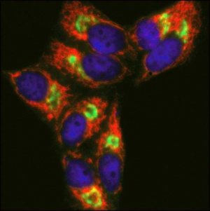 Anti-Rabbit IgG (H+L), CF� 633 antibody produced in goat 