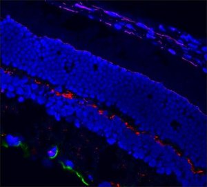 Anti-Rabbit IgG (H+L), CF�568 antibody produced in chicken SAB4600427-50UL