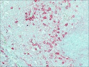 Anti-Rabbit IgG (whole molecule)�Alkaline Phosphatase antibody produced in goat A0418-1ML