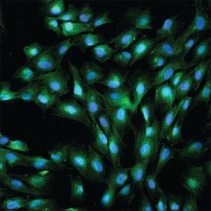 Anti-Rabbit IgG (whole molecule)�FITC antibody produced in goat 