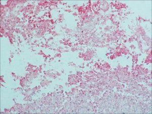 Monoclonal Anti-Goat/Sheep IgG�Alkaline Phosphatase antibody produced in mouse 