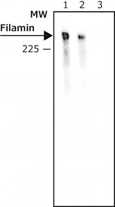 Monoclonal Anti-Goat/Sheep IgG�Alkaline Phosphatase antibody produced in mouse 
