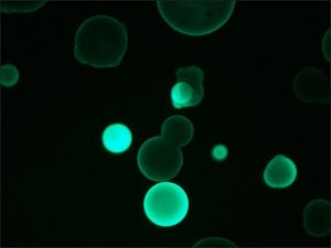 Monoclonal Anti-Human IgG2FITC antibody produced in mouse 