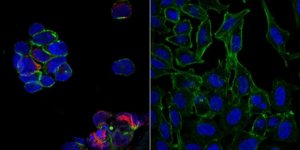 Sheep Anti-Human IgG Antibody, Cy5 conjugate AC112S