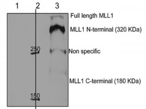 Anti-Acetyl MLL1 (KMT2A) (Lys 1130/1133) 