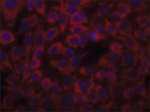 Anti-Actin (-Sarcomeric) antibody, Mouse monoclonal 