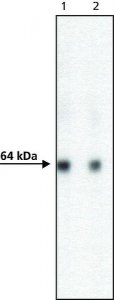 Anti-AcV5 antibody, Mouse monoclonal 