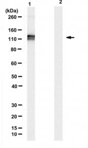 Anti-ADAR1 Antibody, clone RD4B11 